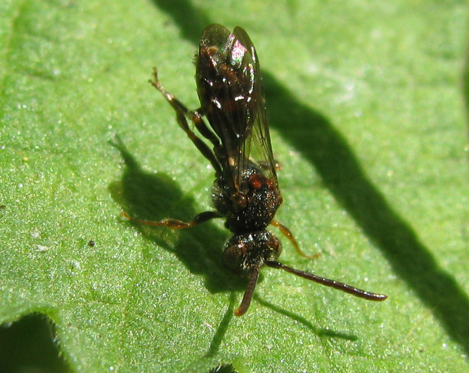 Nomada sp.